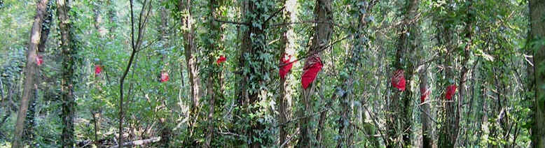 las lneasde ley  zapatistas -the zapatista ley lines